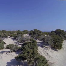 cedar tree on chrissi island