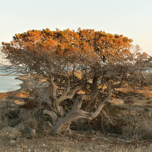 cedar forest on chrissi island