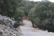 Kroustas Forest Crete 