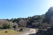 Kroustas Forest Crete 