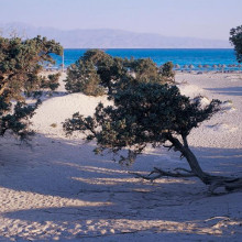 trees chrissi island