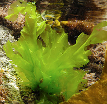 ulva